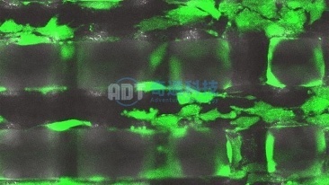 Live Cell Biological Tissue Live Cell Biological Tissue