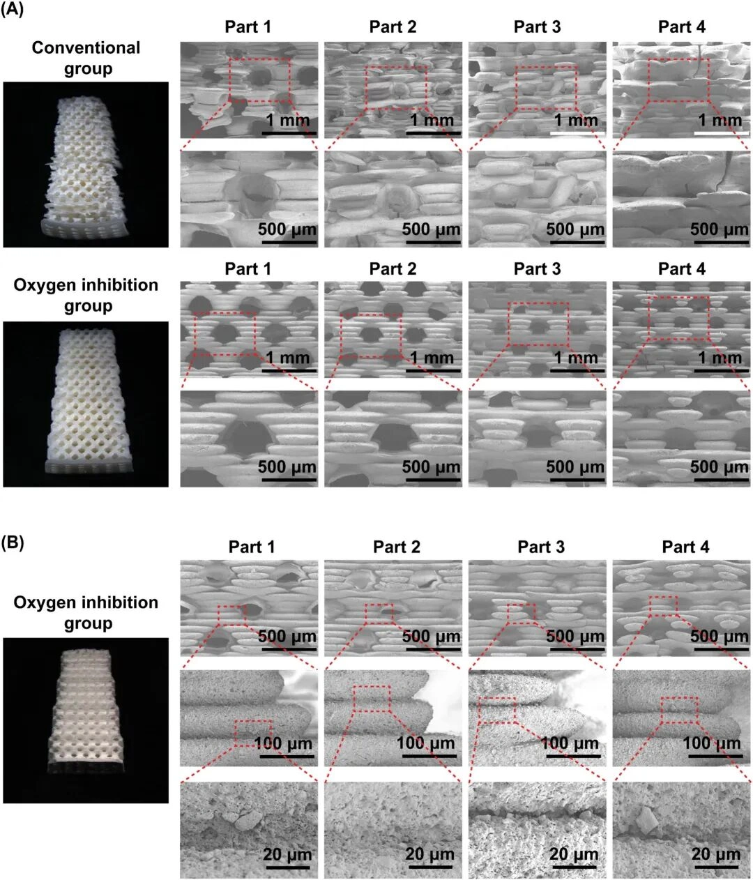 Gradient-porous-CaP-ceramic-scaffold-printed-under-optimized-parameters-featuring-high-structural-integrity-with-140-µm-minimum-strut-diameter-and-160-µm-pore-size.